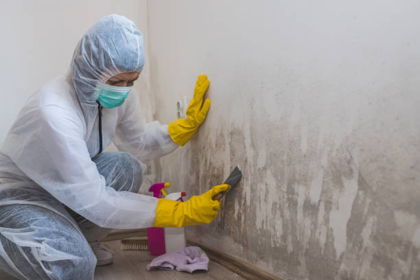 Best Local Mold Removal Service  in Alliae, NC