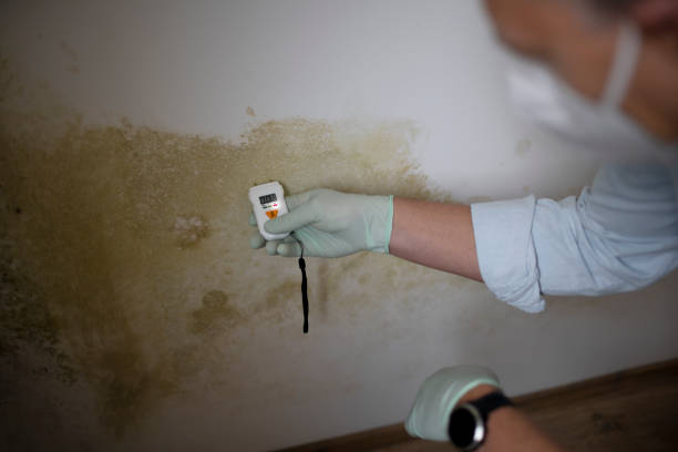 Best Mold Removal Near Me  in Alliae, NC
