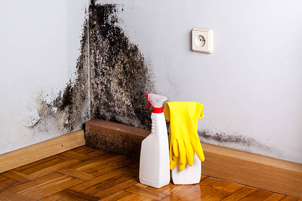 Mold Removal Process in Alliance, NC