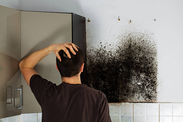 Professional Mold Removal in Alliance, NC