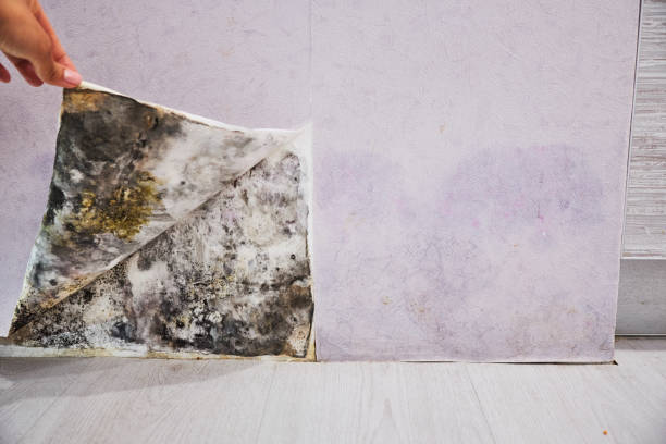 Best Affordable Mold Removal  in Alliae, NC